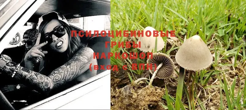 OMG ссылки  магазин    Гвардейск  Псилоцибиновые грибы Psilocybe 